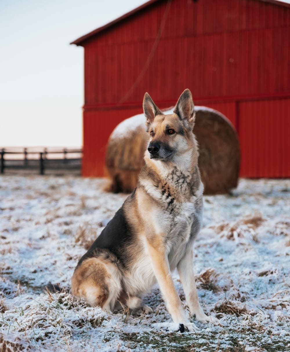 Where Does the Term 'the Dog that Didn't Bark' Come From?