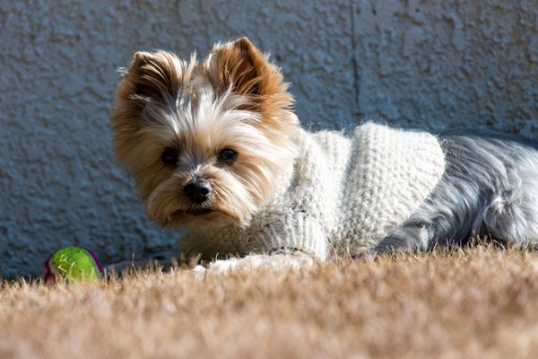 I’m a Black Man With a Tiny Dog — and Yes, I Buy Him Sweaters