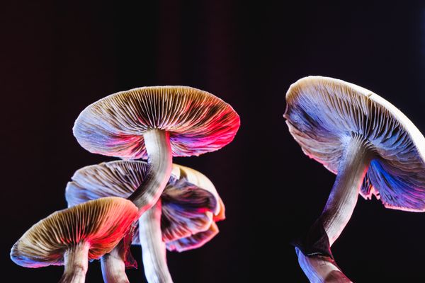 What to Do If You Want to Explore Psychedelic Therapy